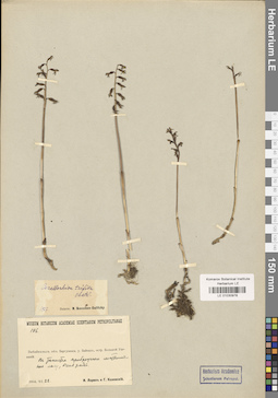 LE 01030978