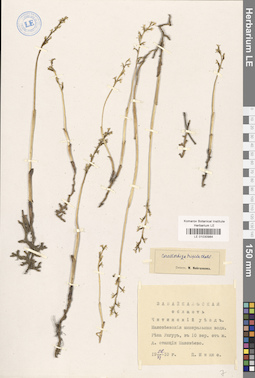 LE 01030984