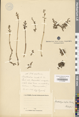 LE 01030989