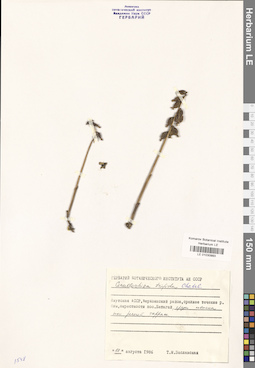 LE 01030993