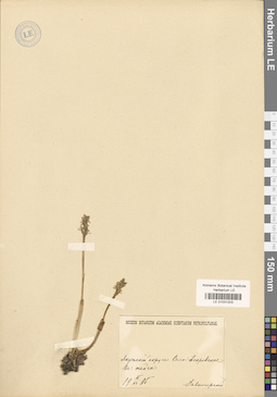 LE 01031203