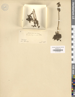 LE 01031204