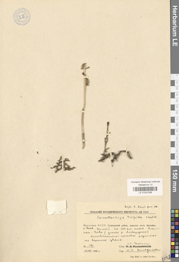 LE 01031206