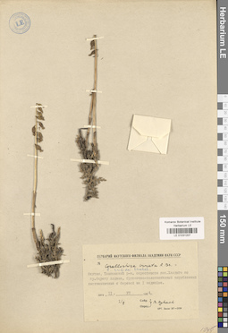 LE 01031207