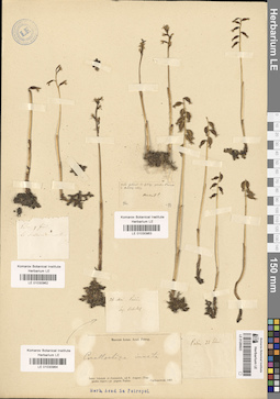 LE 01030962