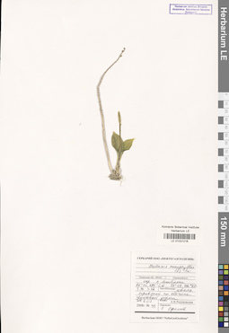 LE 01031216