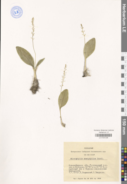 LE 01031226