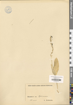 LE 01031241