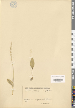 LE 01031242