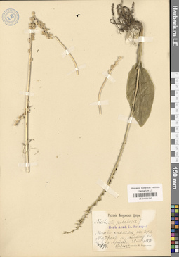 LE 01031247