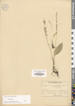 LE 01031249