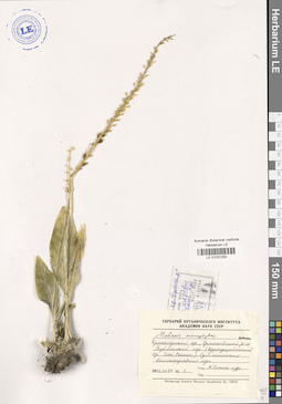 LE 01031250