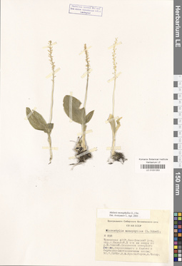 LE 01031253