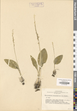 LE 01031255