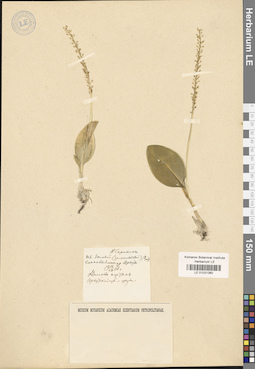 LE 01031260
