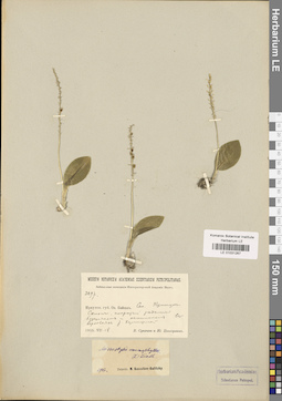 LE 01031267