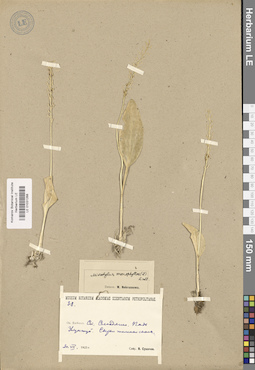 LE 01031268
