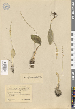 LE 01031270