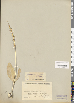 LE 01031273