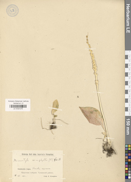 LE 01031275