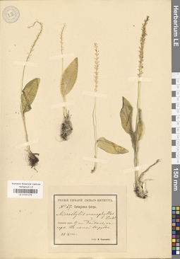LE 01031276
