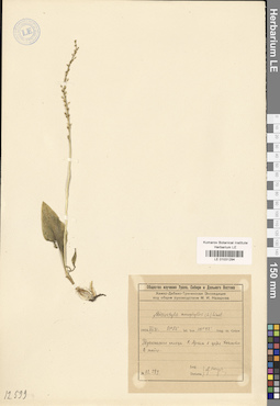 LE 01031294