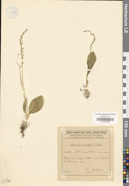 LE 01031295