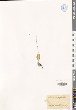 LE 01031303