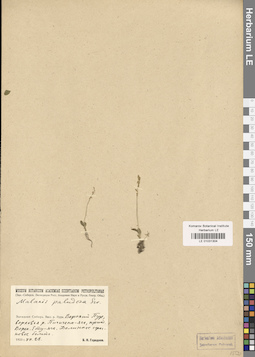 LE 01031304