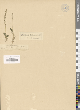 LE 01031309