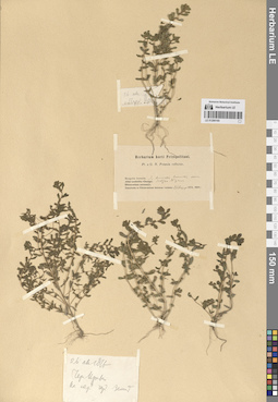LE 01290165