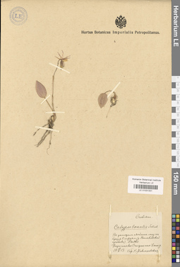LE 01031331