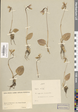 LE 01031358