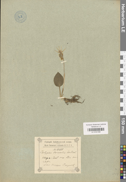 LE 01031384