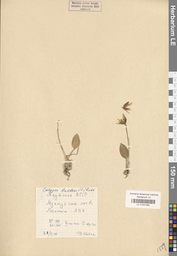 LE 01031390
