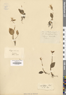LE 01031392