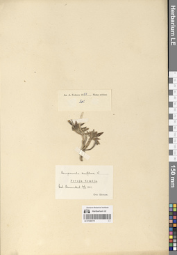 LE 01290175