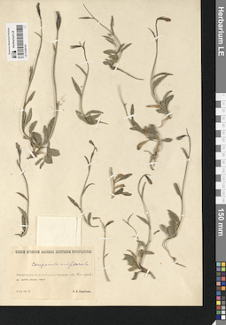 LE 01290181