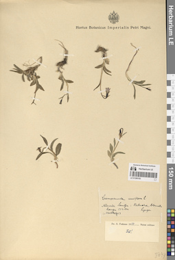 LE 01290183