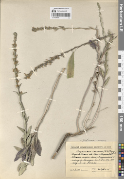 LE 01290205
