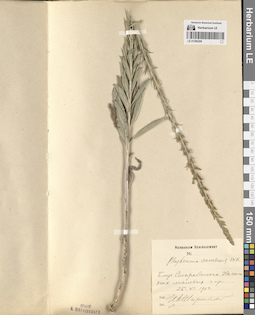 LE 01290209