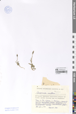 LE 01290702