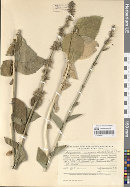 LE 01290503