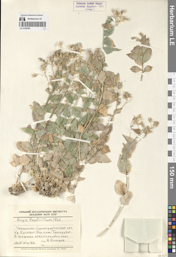 LE 01290380