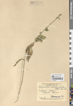 LE 01290528