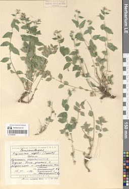 LE 01290405