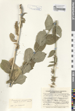 LE 01290602