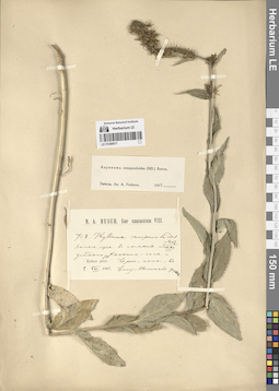 LE 01290617