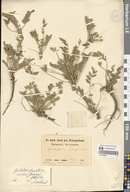 LE 01286932