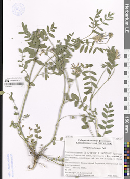 LE 01293117